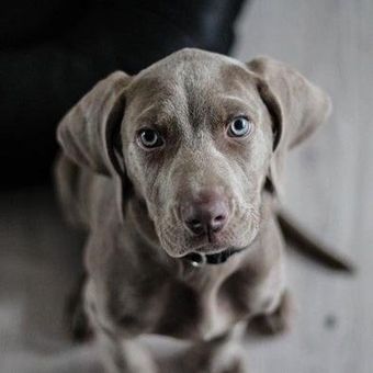 Grijze puppy met blauwe ogen kijkt naar de camera tegen een neutrale achtergrond.