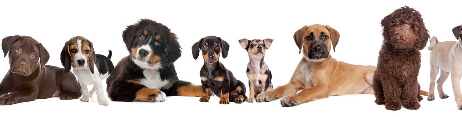 Een rij van zes honden van verschillende rassen, zittend en staand, op een witte achtergrond.