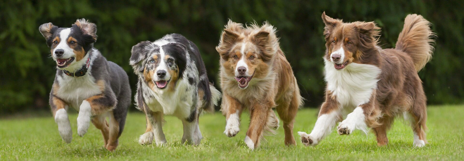 Vier speelse honden rennen samen over het groene gras in de buitenlucht, met zwarte, witte, beige en bruine vachten.