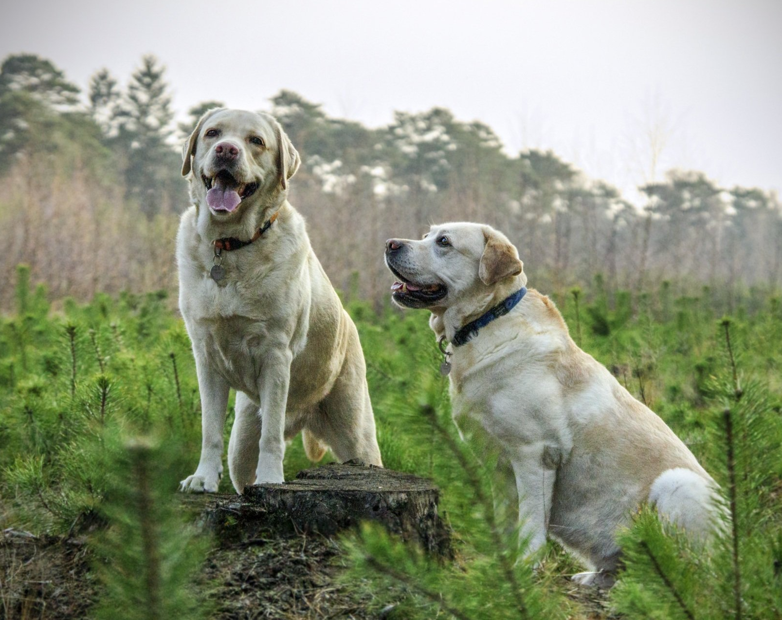 Twee lichtgekleurde honden buiten in een grasveld, de ene staat op een boomstronk en de andere zit ernaast.