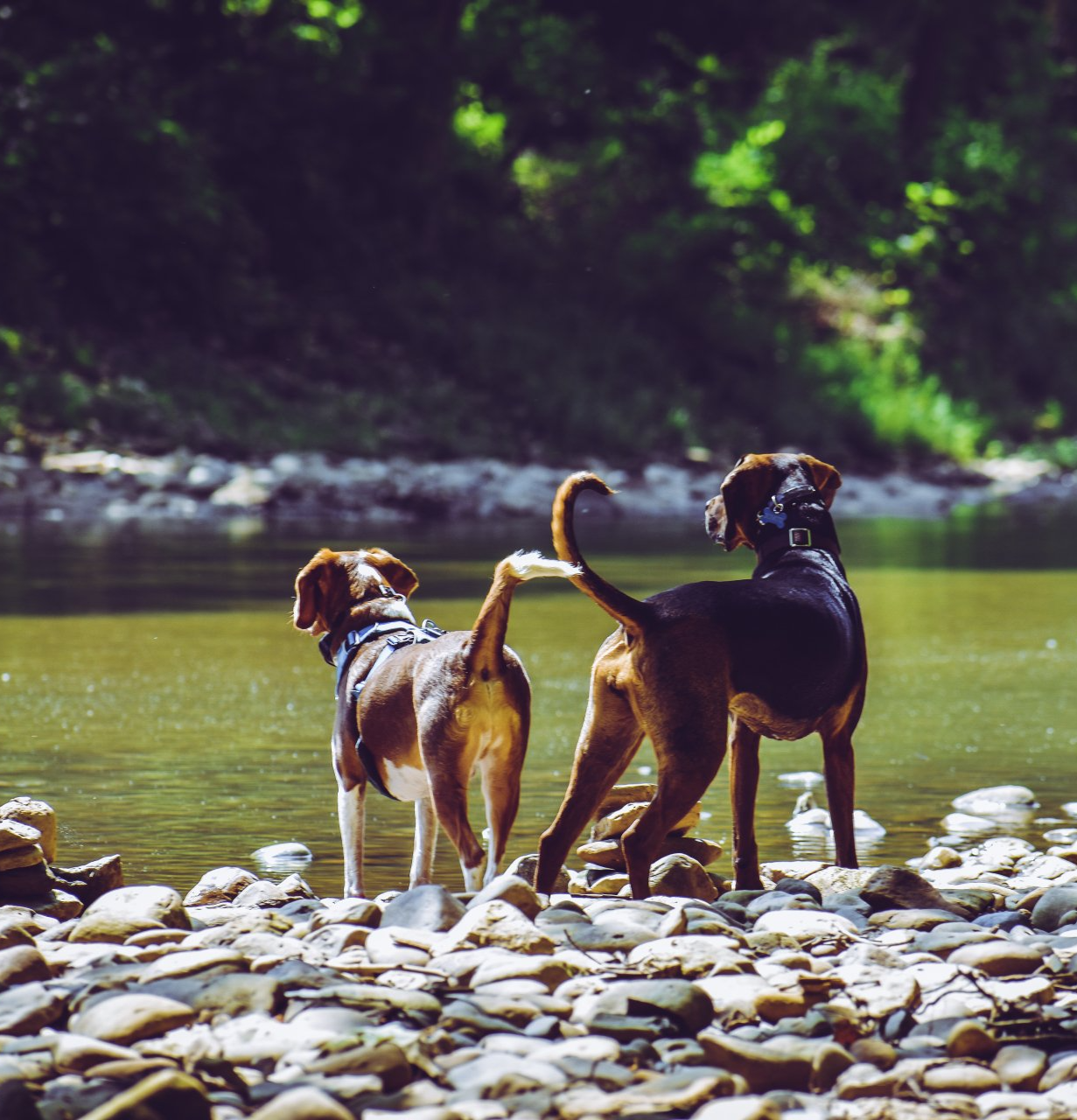 Drie honden staan op een rotsachtige rivieroever en kijken uit over het kalme water met een groene, beboste achtergrond.