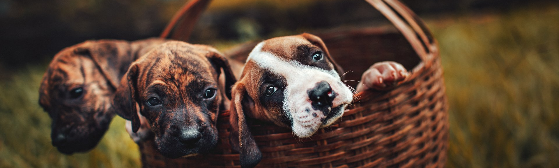 Drie puppy's gluren over de rand van een rieten mand buiten.