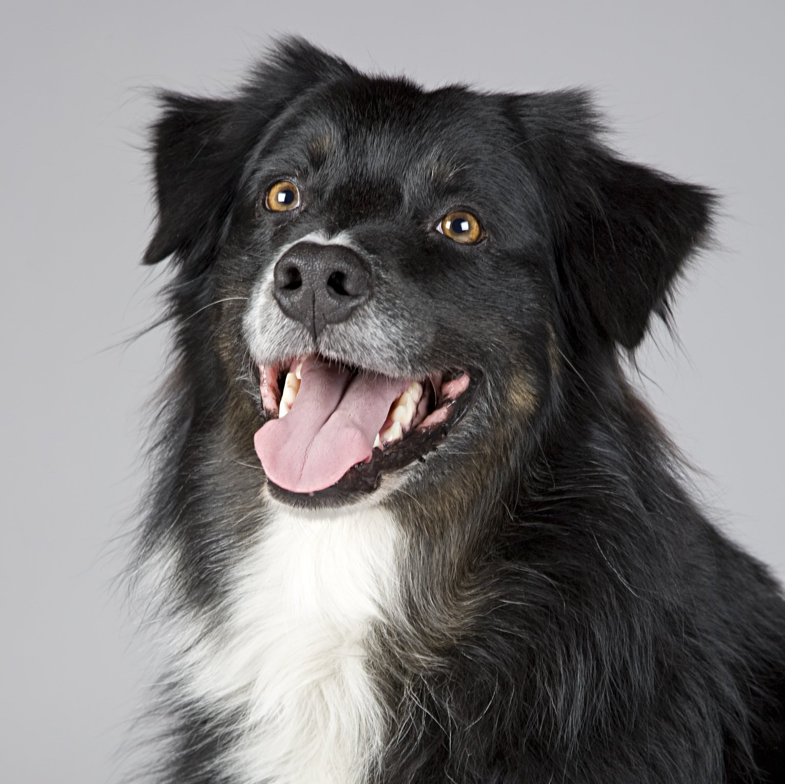 Zwart-witte hond met uitgestoken tong, kijkend naar de camera tegen een grijze achtergrond.