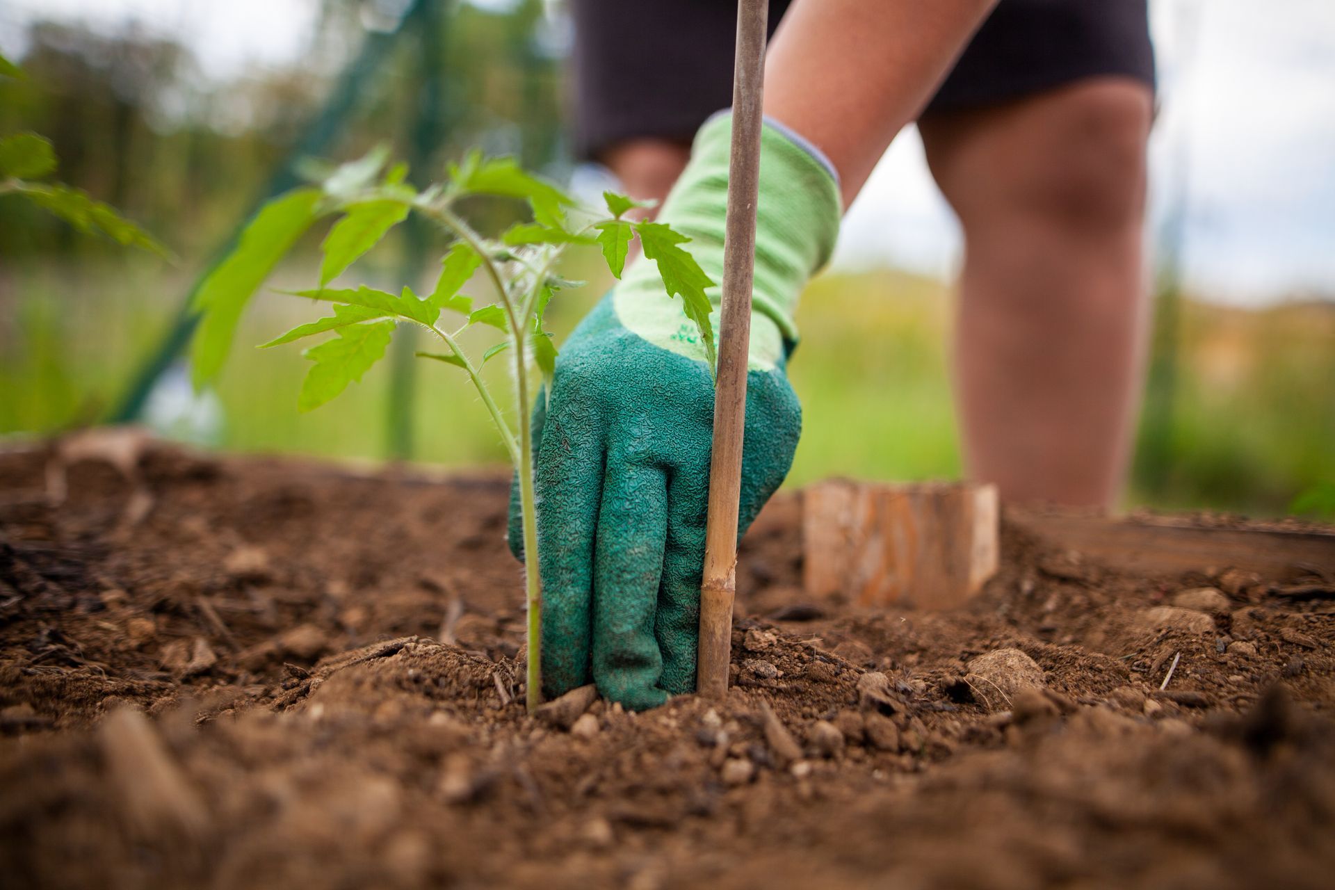 Una persona che indossa un guanto da giardinaggio verde pianta una piccola pianta di pomodoro in un'aiuola con un paletto di legno.