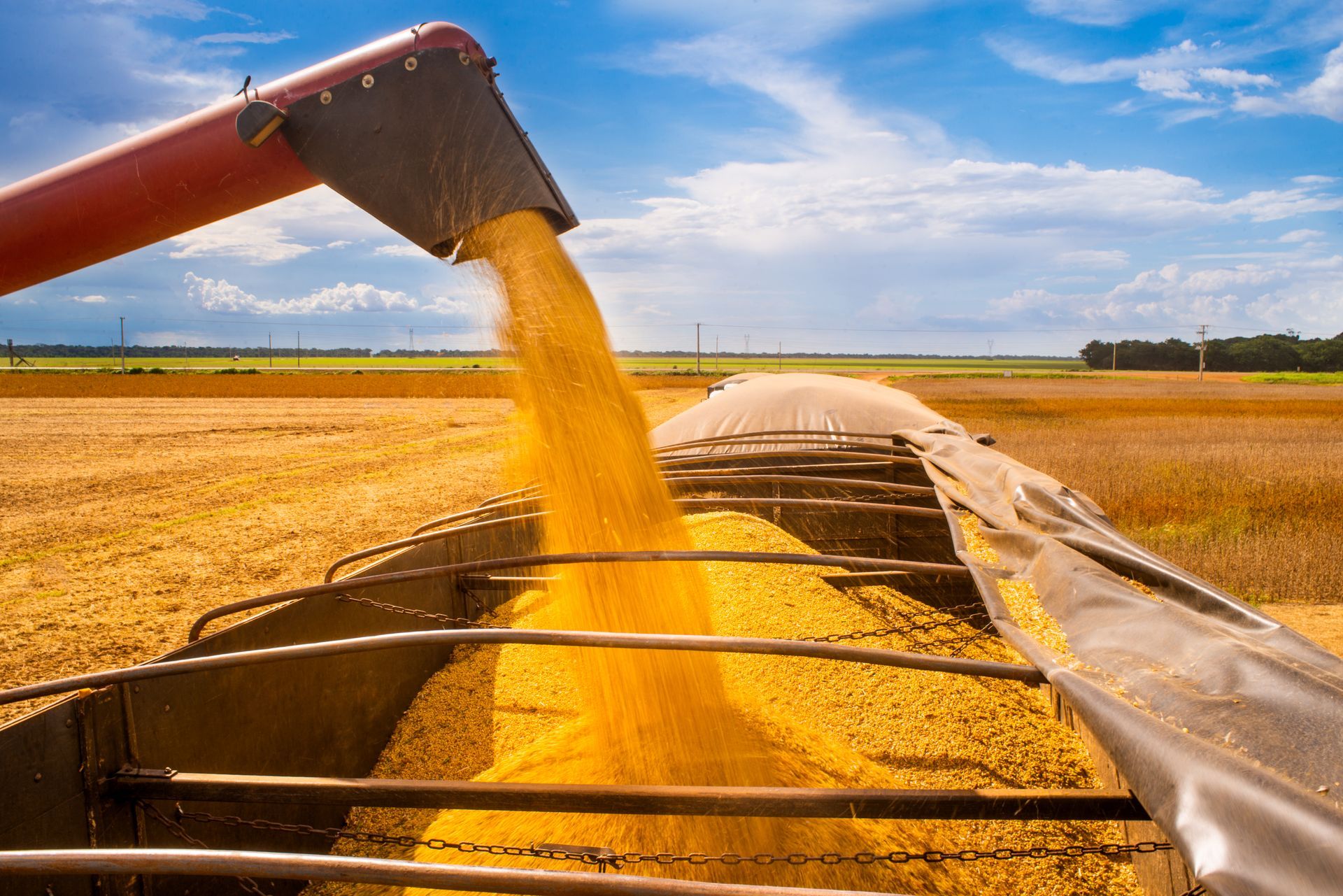 Una mietitrebbia riversa grano dorato nel cassone di un camion in un campo agricolo soleggiato.
