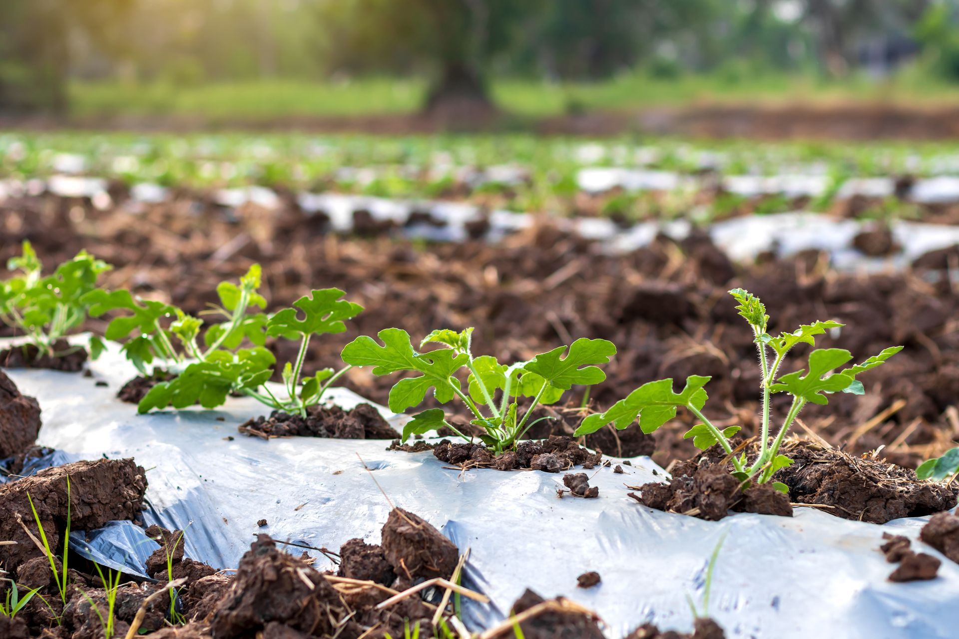 Piantine che crescono in file coperte da pacciame di plastica in un campo.