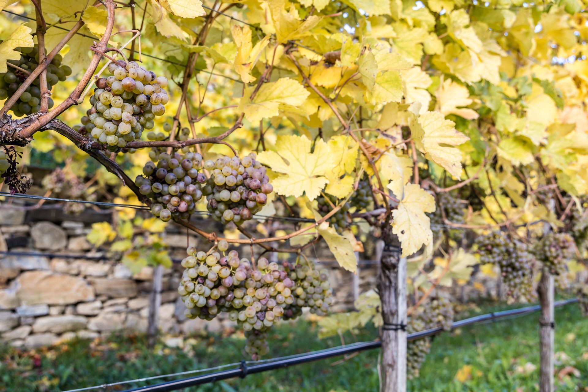 Viti con acini maturi, verde-viola e foglie gialle