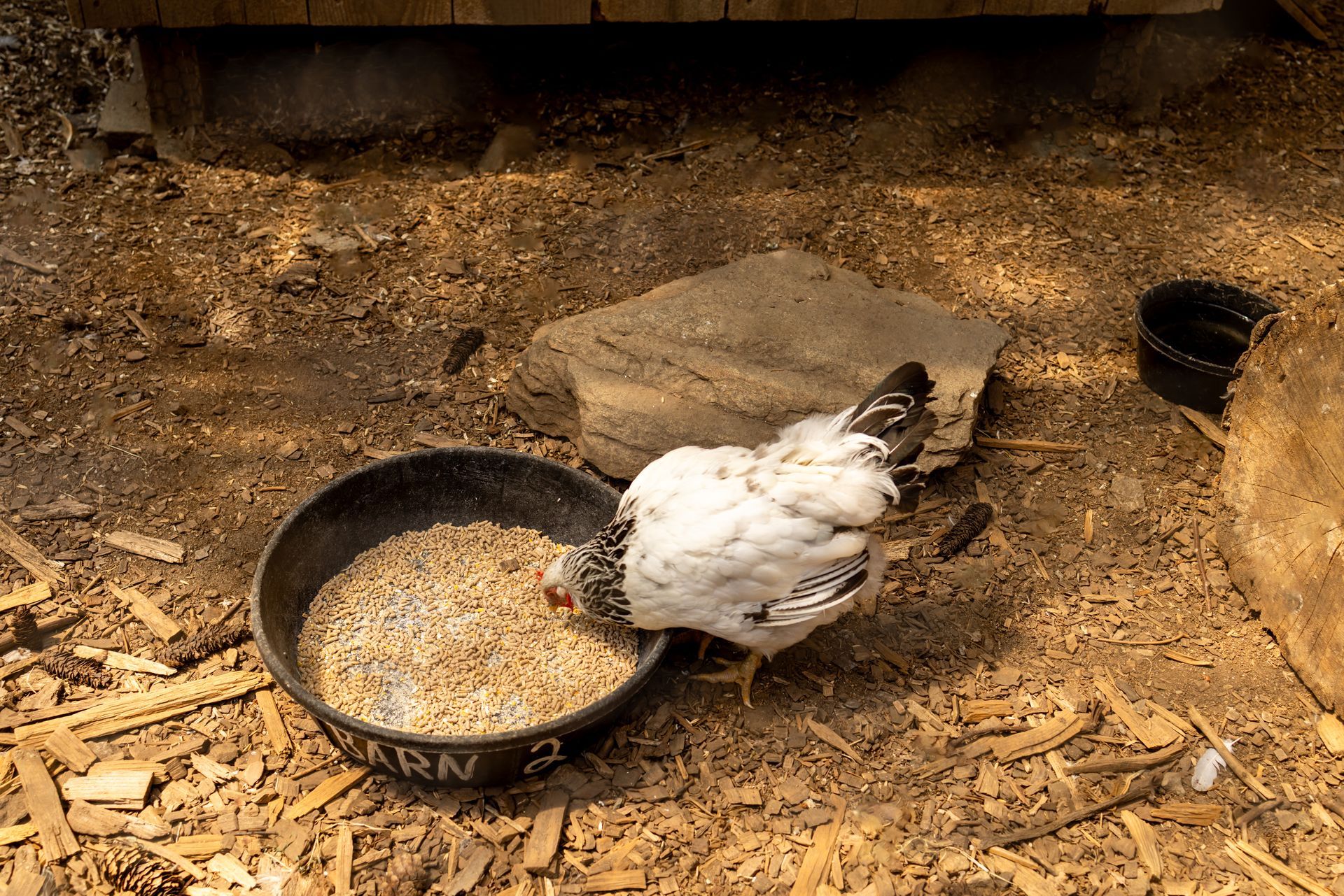 Una gallina bianca e nera becca una ciotola di mangime su un pavimento di legno.