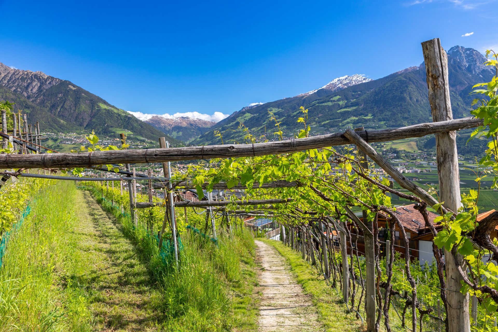 Vigneto con filari di viti, strutture in legno e un sentiero, sullo sfondo delle montagne.