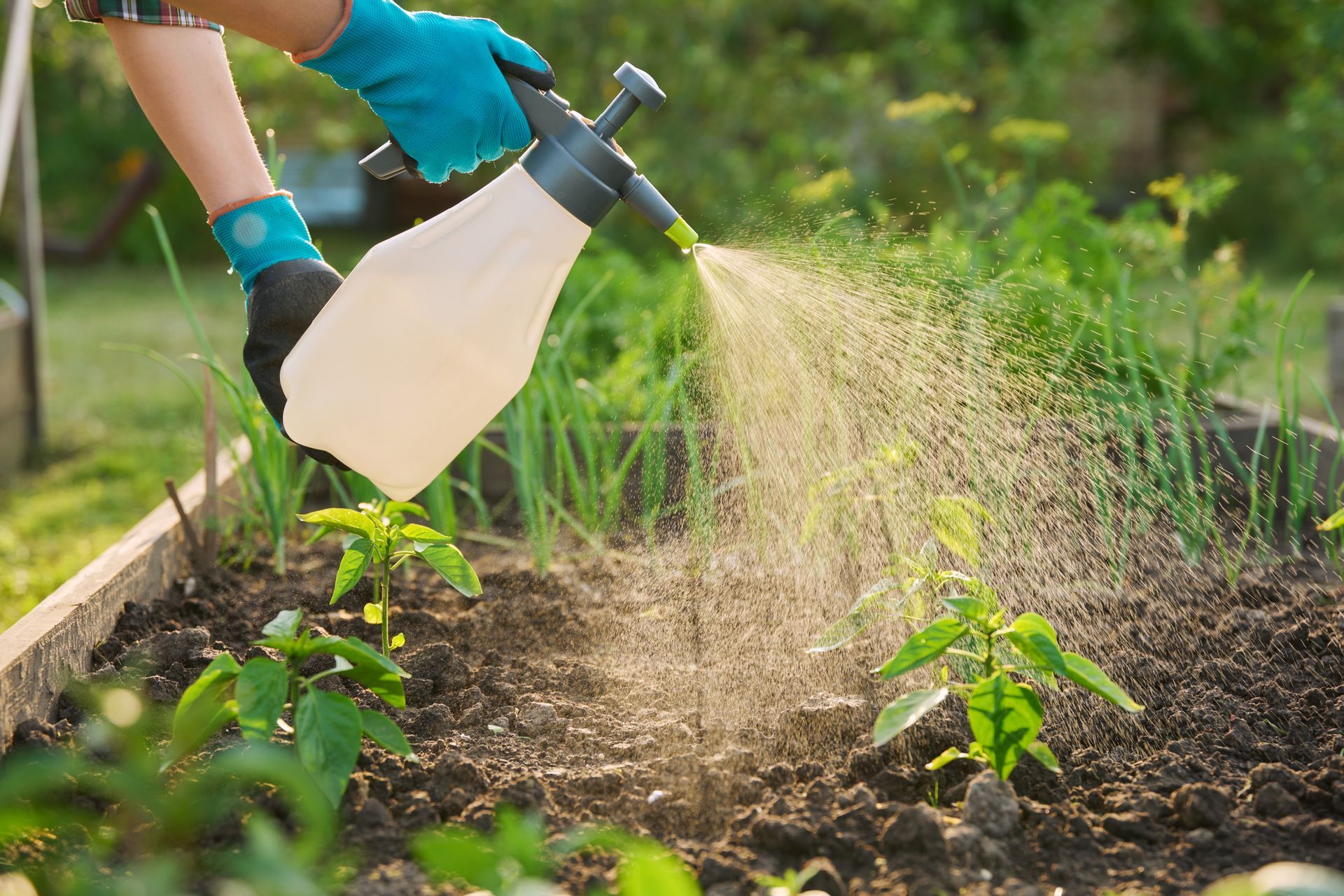 Persona che spruzza un giardino con uno spruzzatore a pompa, indossando i guanti.