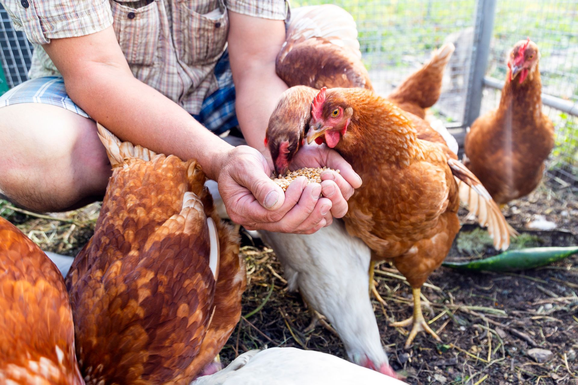 Persona che dà da mangiare ai polli marroni con le mani in un recinto di terra.
