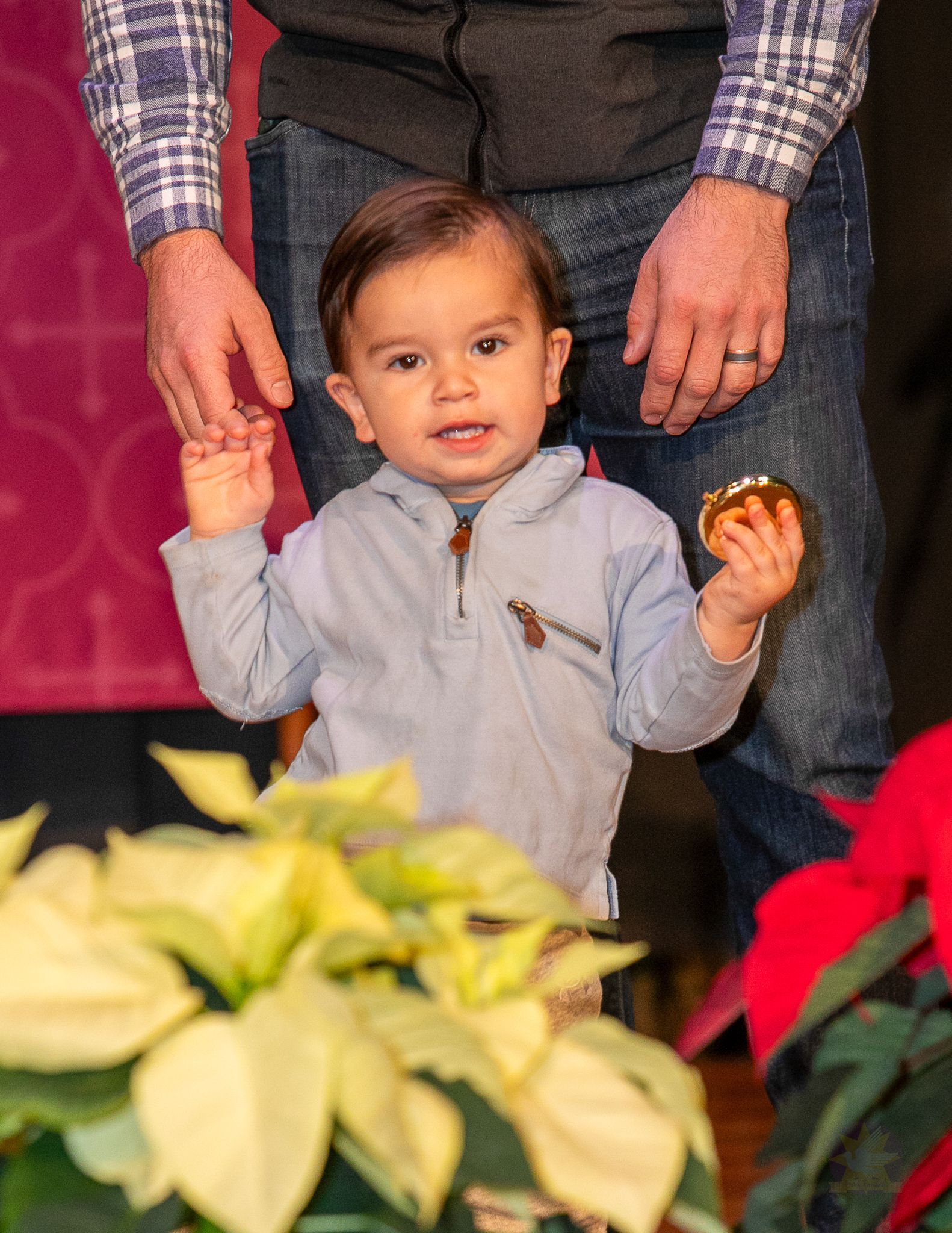 Toddler standing between adults, holding their hands, with festive poinsettias in the foreground.