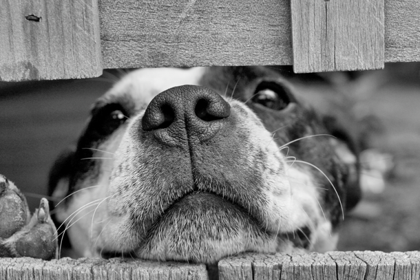 Homeward Bound Horses and Hounds Animal Rescue in Ocala