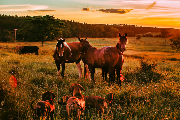 Homeward Bound Horses and Hounds Animal Rescue in Ocala