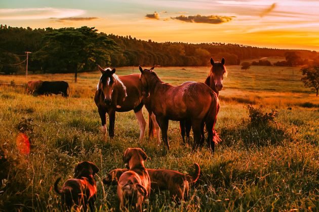 Homeward Bound Horses and Hounds Animal Rescue in Ocala