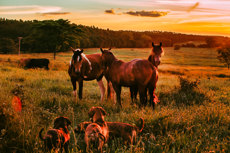Homeward Bound Horses and Hounds Animal Rescue in Ocala