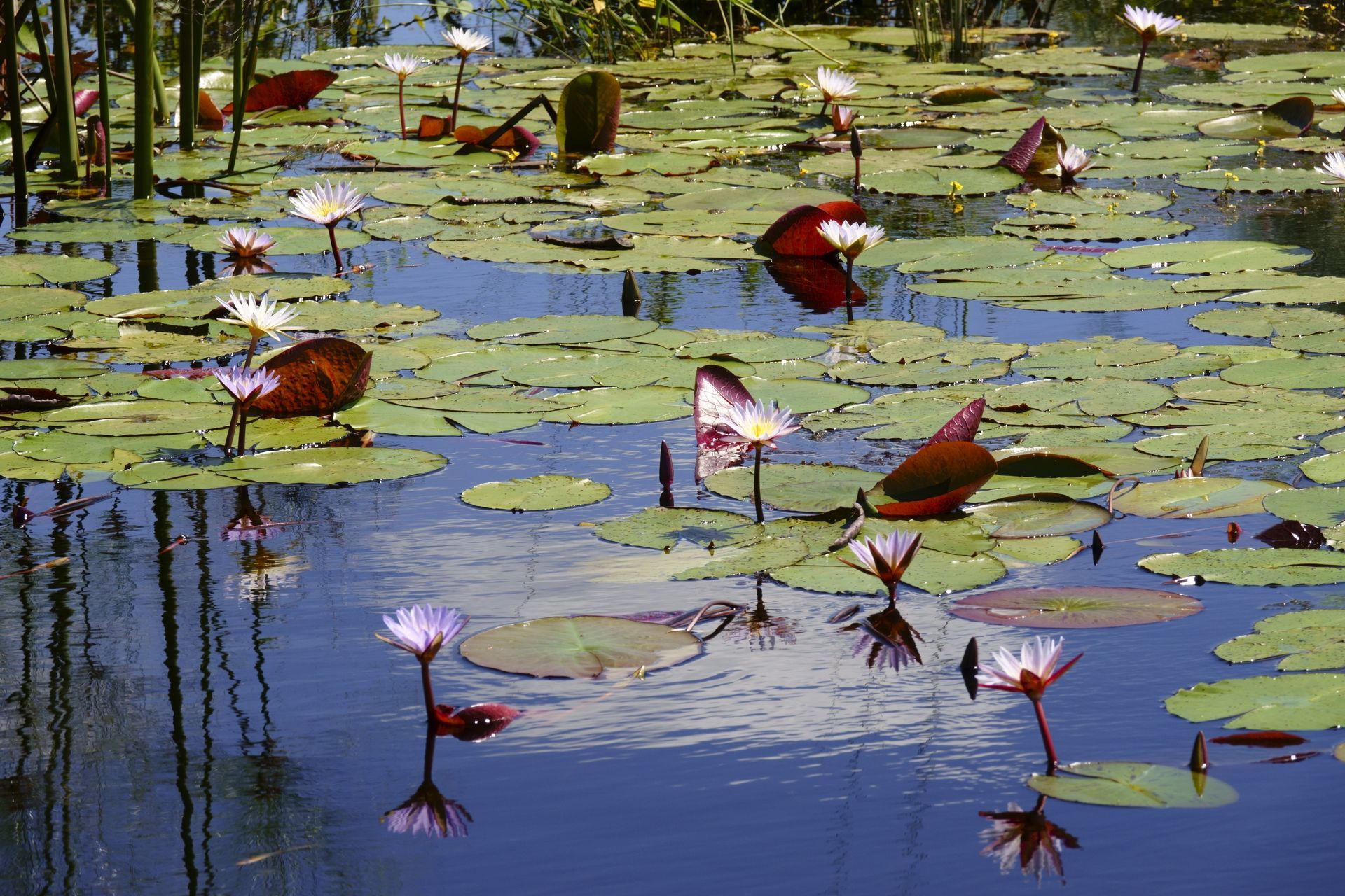 Luxury Focus Safaris - Best of Botswana Safari - 9 Nights