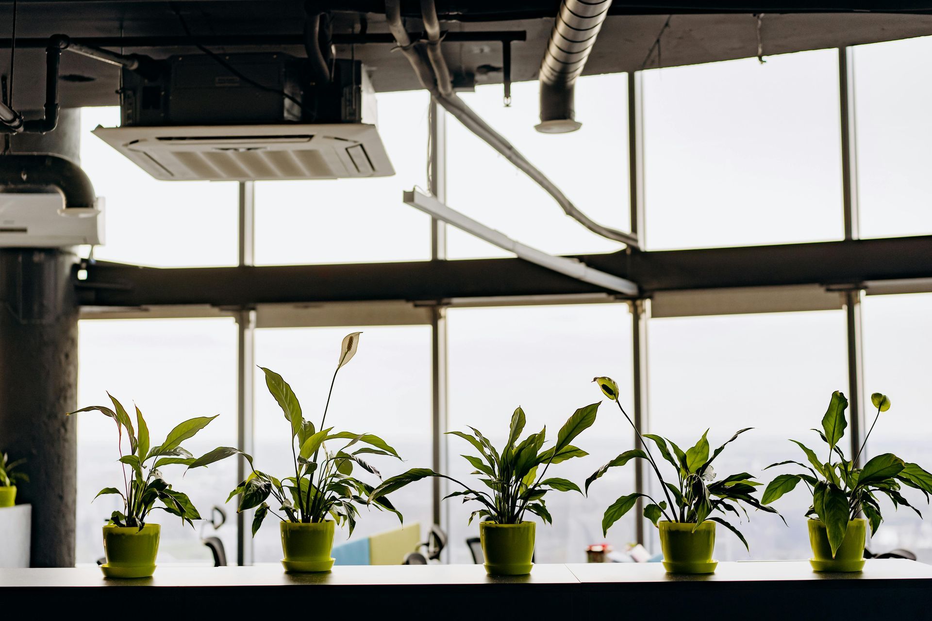 Row of green potted plants on a windowsill in front of large windows, office interior.