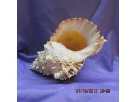 Large white seashell with orange interior on a purple cloth background