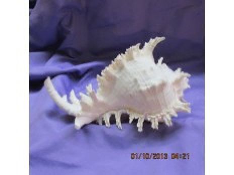 Ramosus Murex