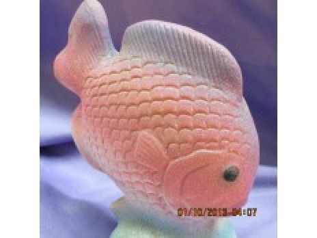 Sand Fish