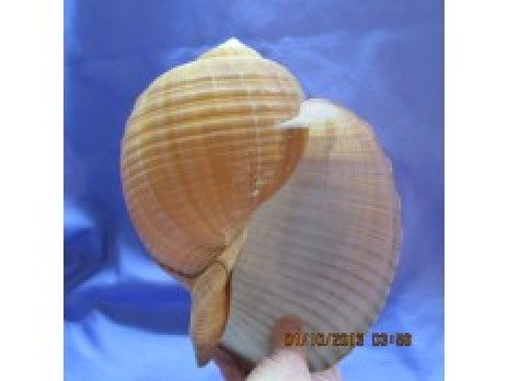 Tonna Olearium