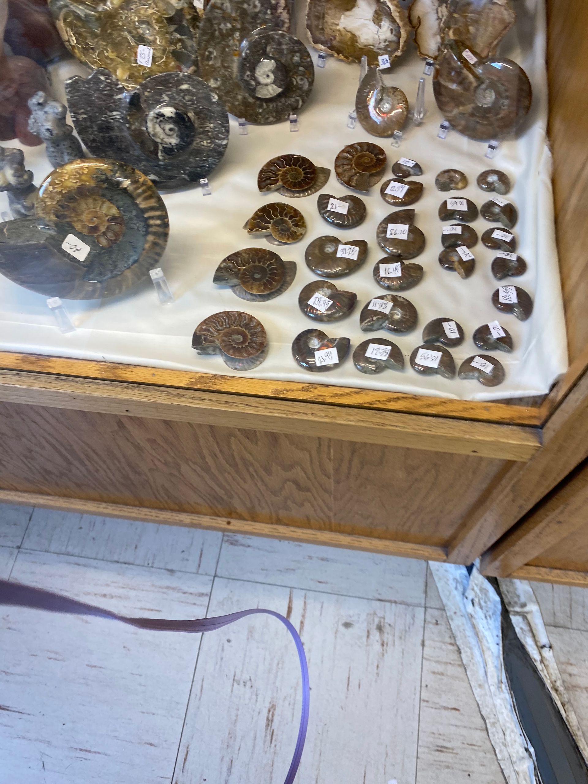 Display case with assorted brown and tan fossils or minerals on white backing