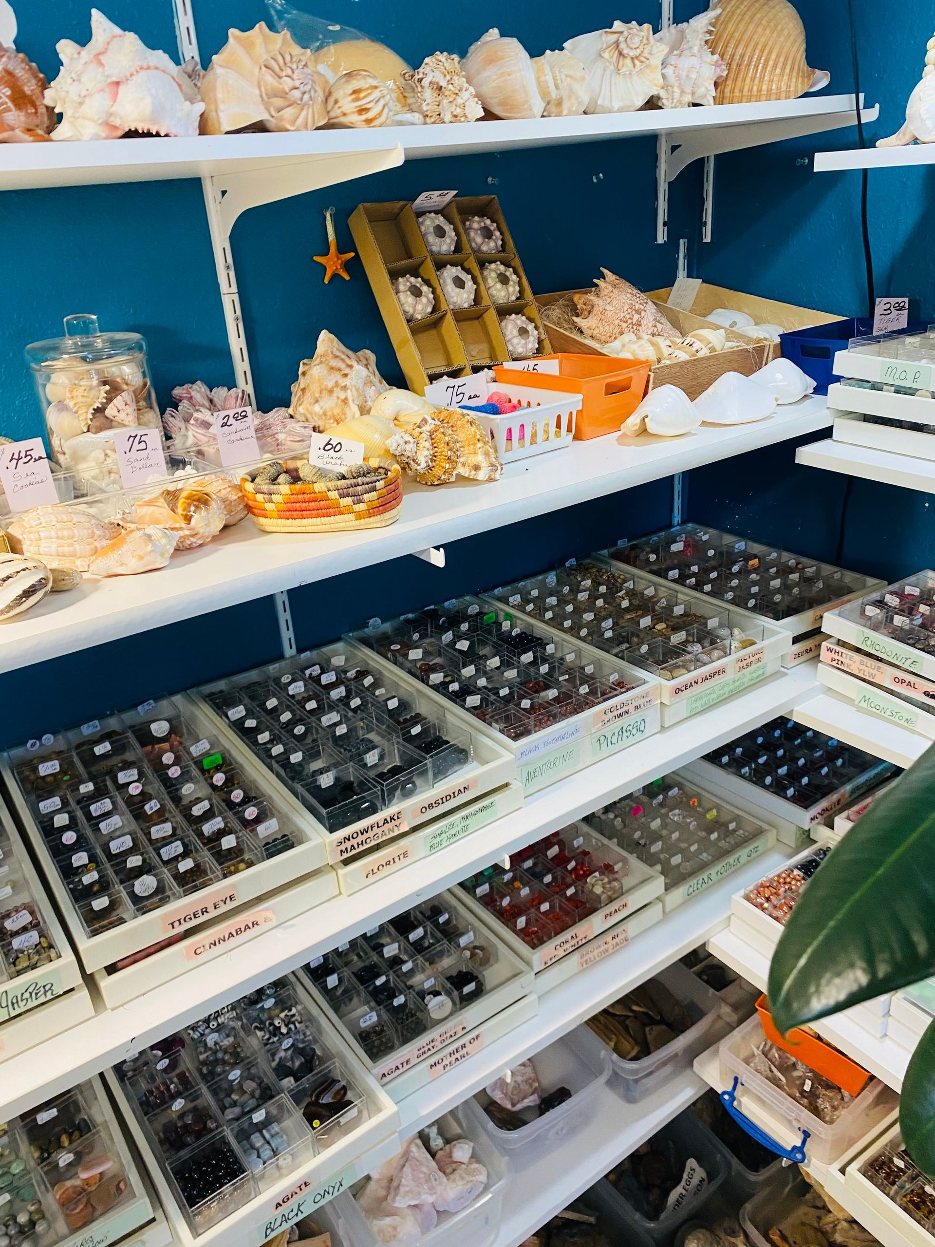 Shelves of assorted crystals and mineral specimens in a blue-walled shop display