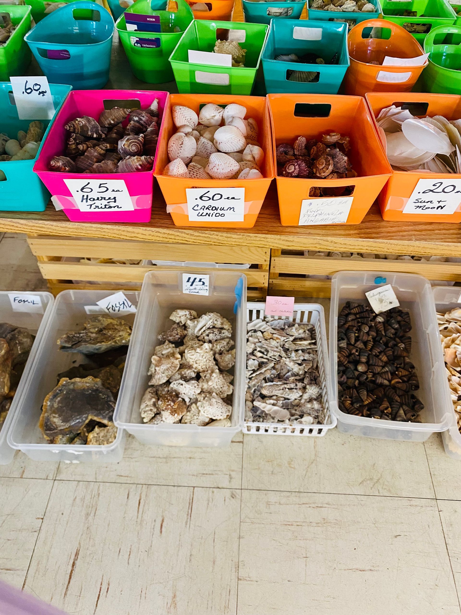 Colorful bins and trays of seashells and shells at a market stall, sorted by type and color