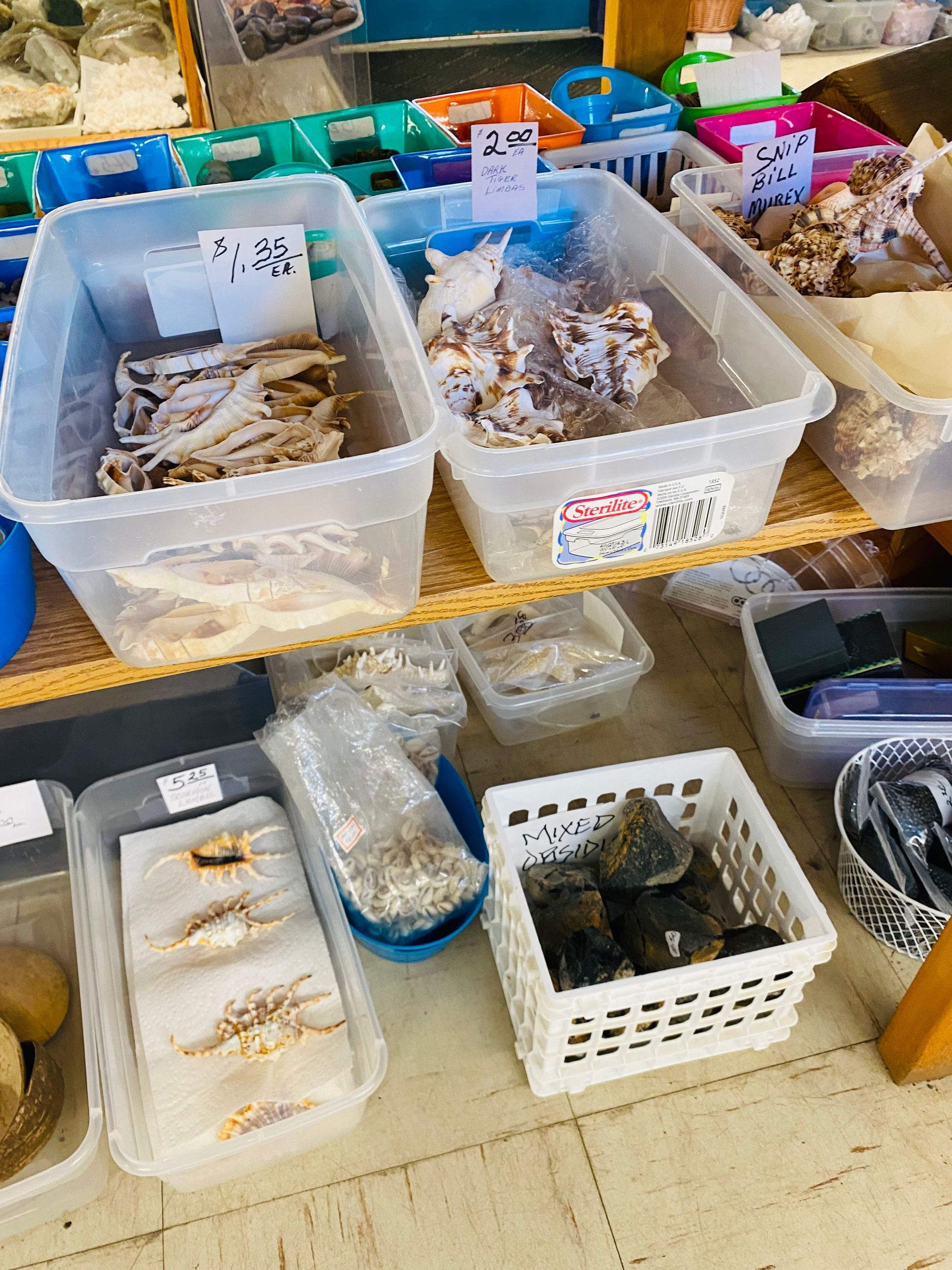 Plastic bins filled with mushrooms on shelves in a market stall