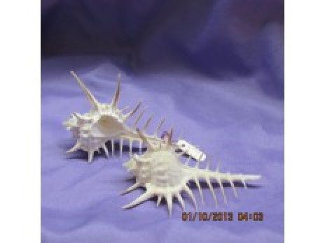 Venus Comb Murex