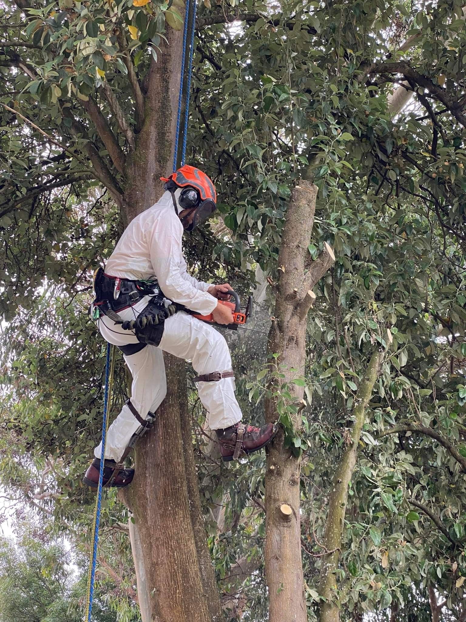 Arborist,tree,chainsaw,tree removal,stump grinding,tree care,pruning,hedge trimming,trimmer tree,tree lopper,wood chipping,mulch,tree surgeon,garden care,site clearance,fully insured arborist service,Inverloch,Wonthaggi,Korumburra