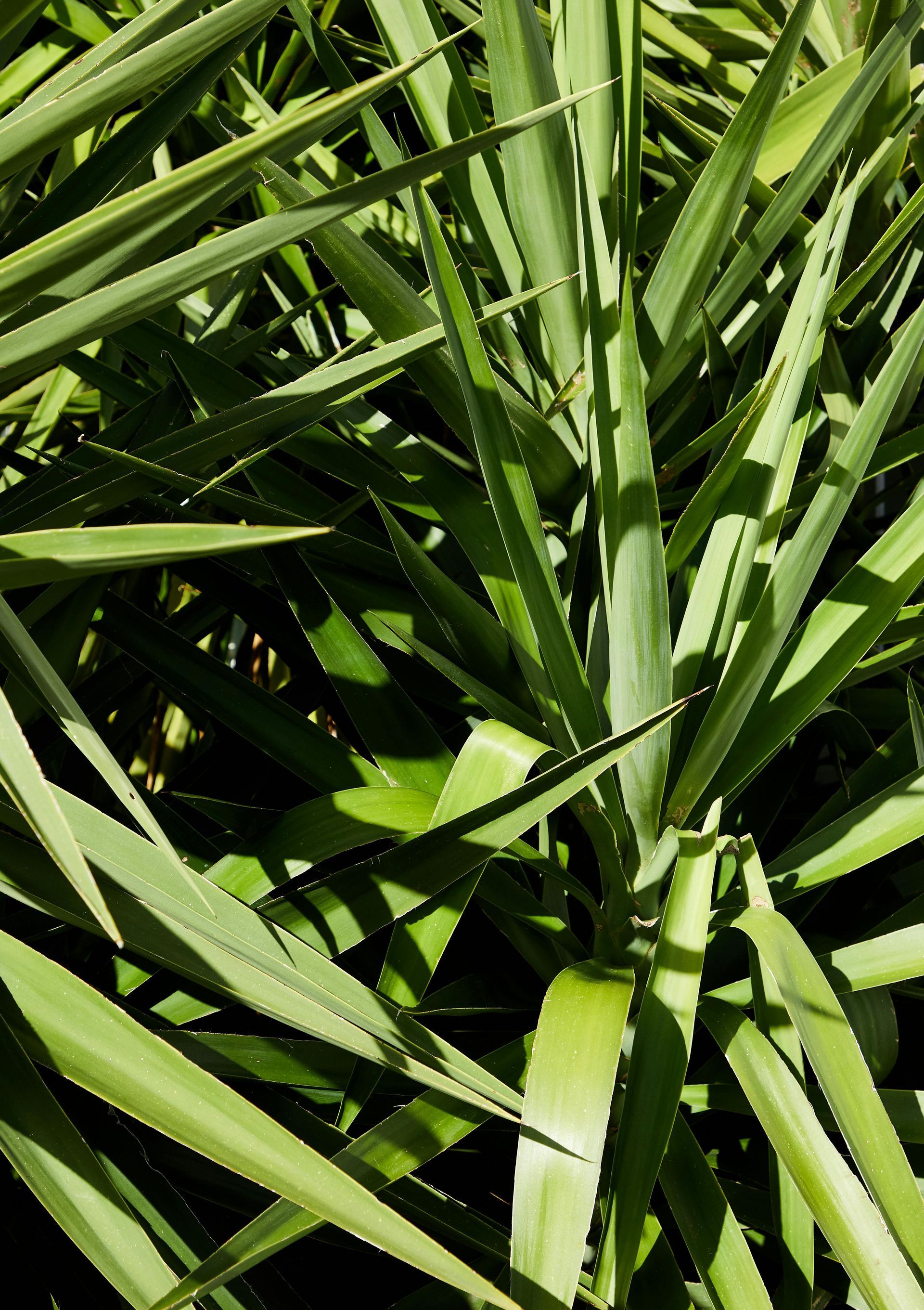 Yukka leaves, Yucca leaves