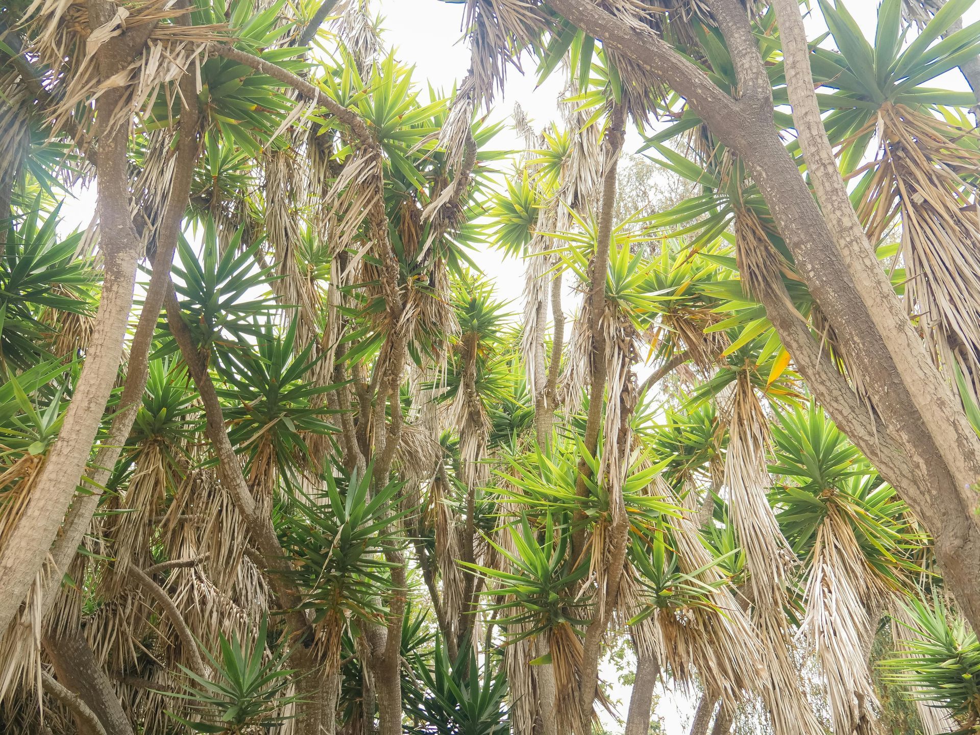 Yucca's Yukka's Yukka yucca plants growing together in a garden