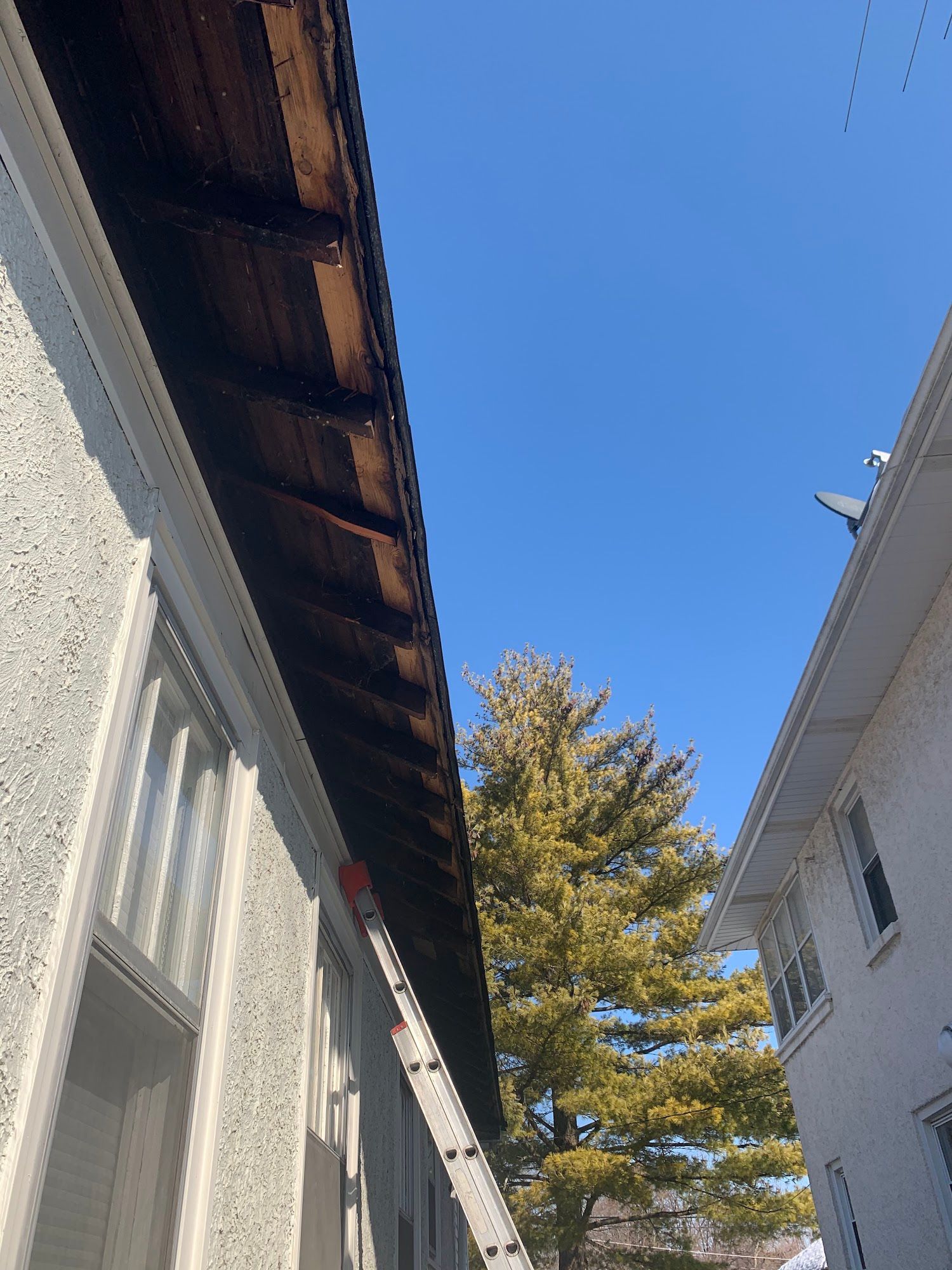 Narrow alley between white buildings, a tall evergreen tree, and a clear blue sky above.