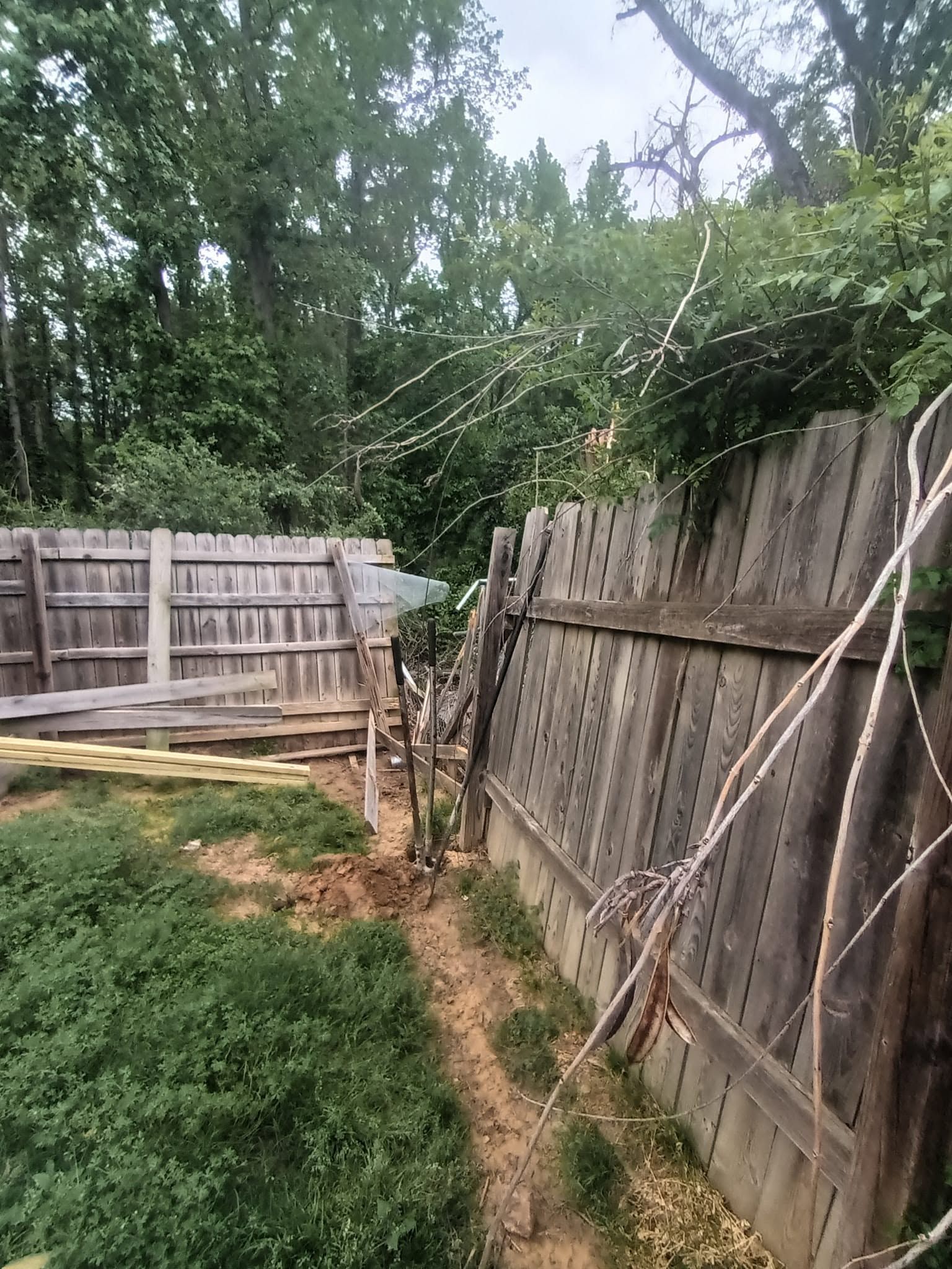 Narrow dirt path beside a weathered wooden fence, with overgrown trees and brush in a backyard.