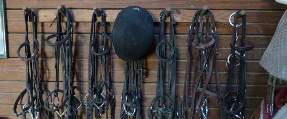 horse trainer