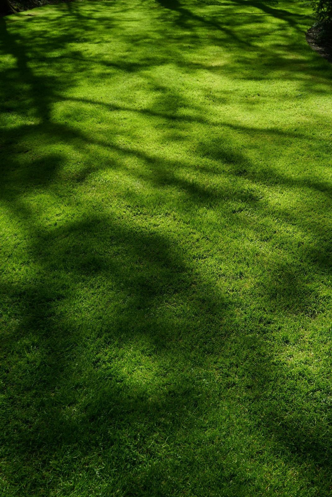 Sunlit green grass with dappled tree shadows in a park or field