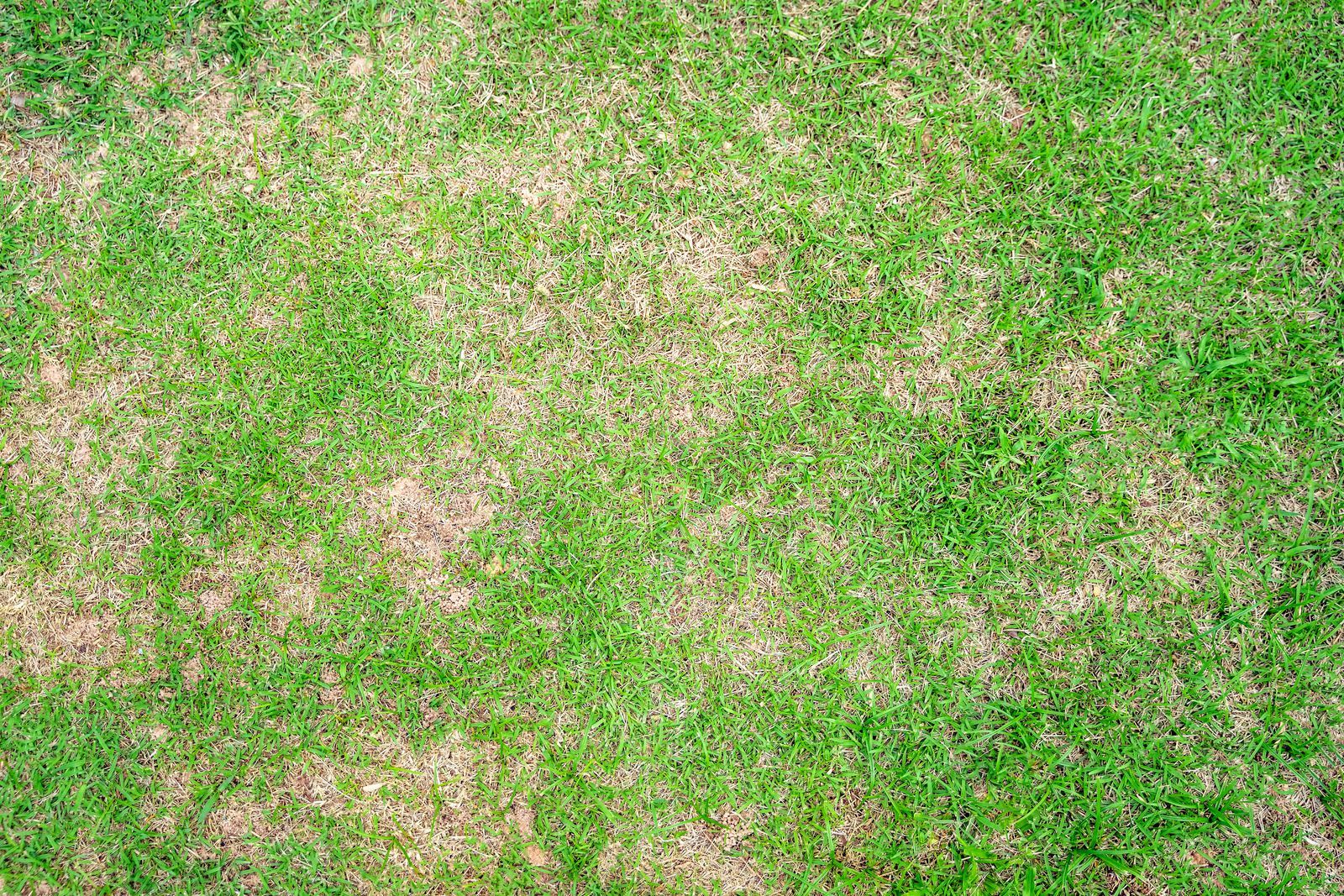 Patchy green grass with scattered bare dirt spots, viewed from above