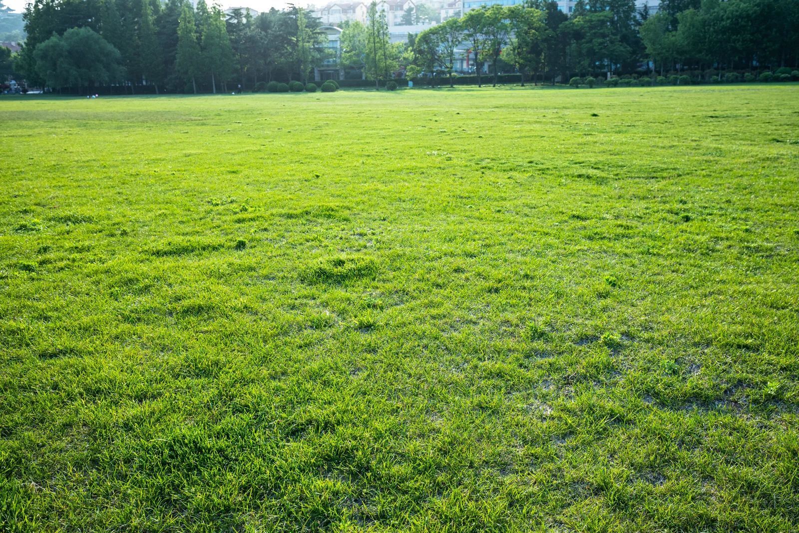Sunny green grassy field with trees in the background