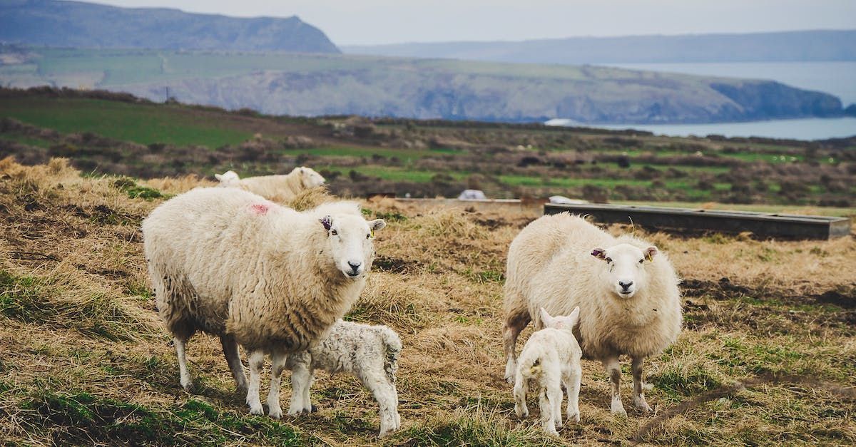 Counting Sheep and People: A Census-ational Journey