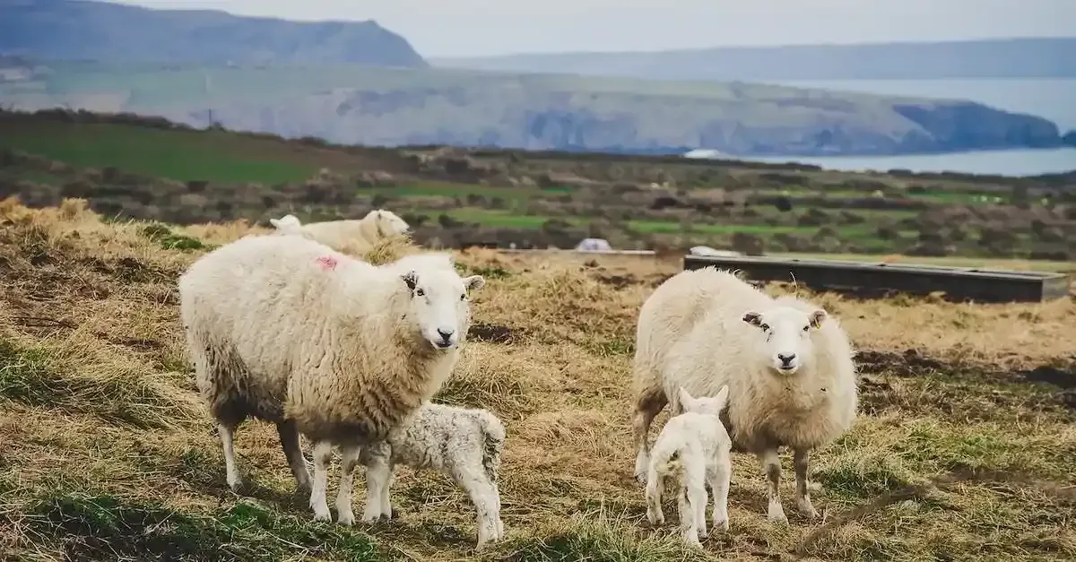 Counting Sheep and People: A Census-ational Journey