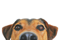 icona animali