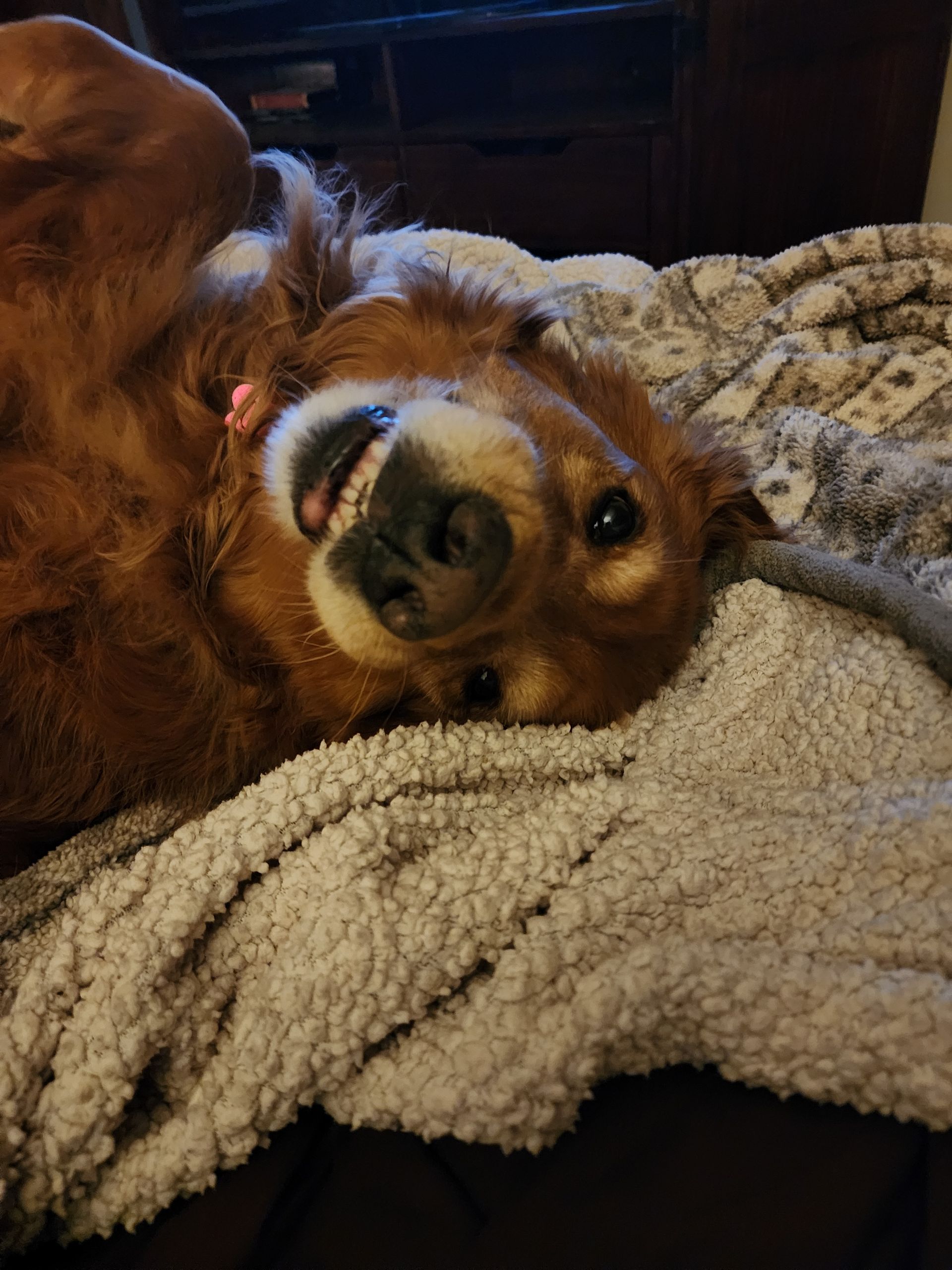 Brown dog lying on a gray blanket, looking up with a playful smile.