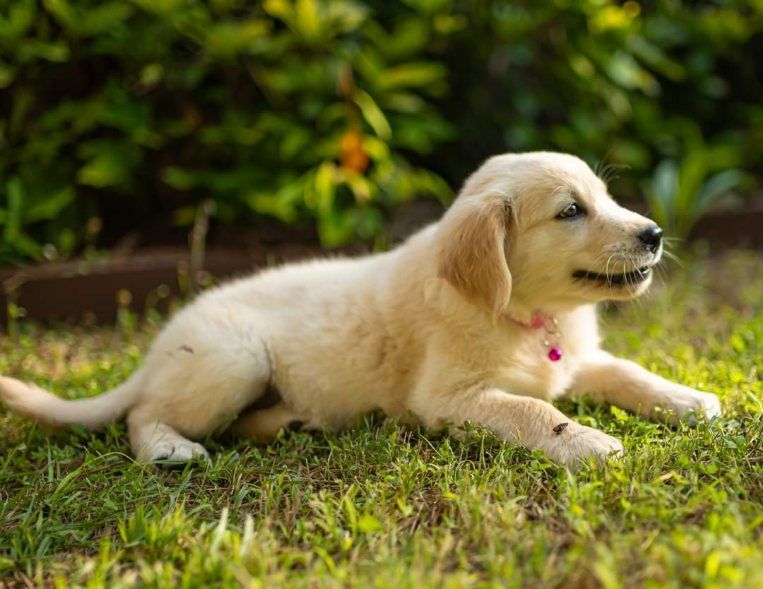 Golden retriever puppy lying on grass in a garden, looking to the right.