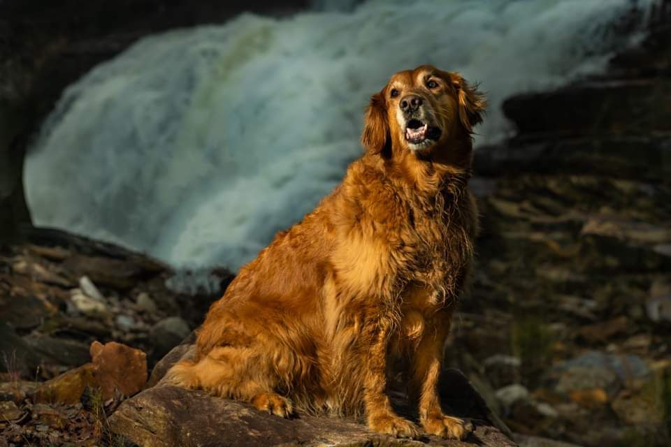 Golden retriever sitting by a rushing waterfall on dark rocks, looking alert in warm light