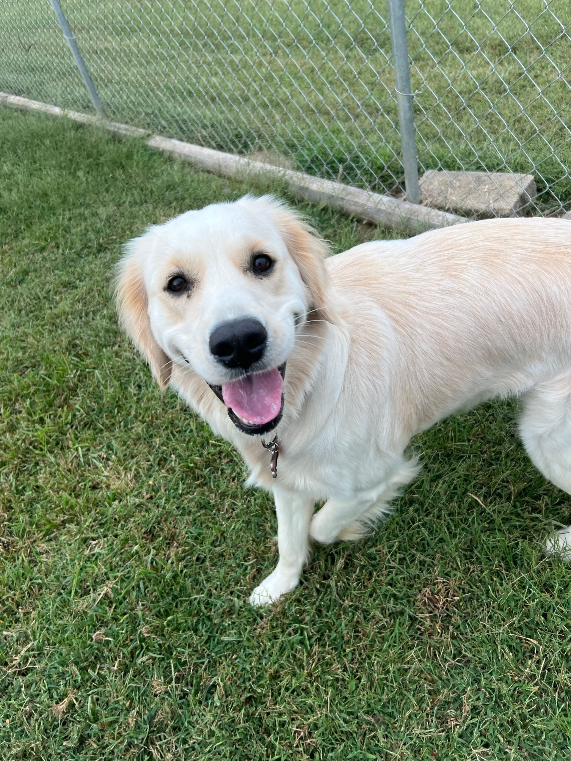 Happy cream-colored dog standing on grass near a chain-link fence, looking at the camera with mouth open.