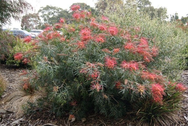 Grevillea Coconut Ice