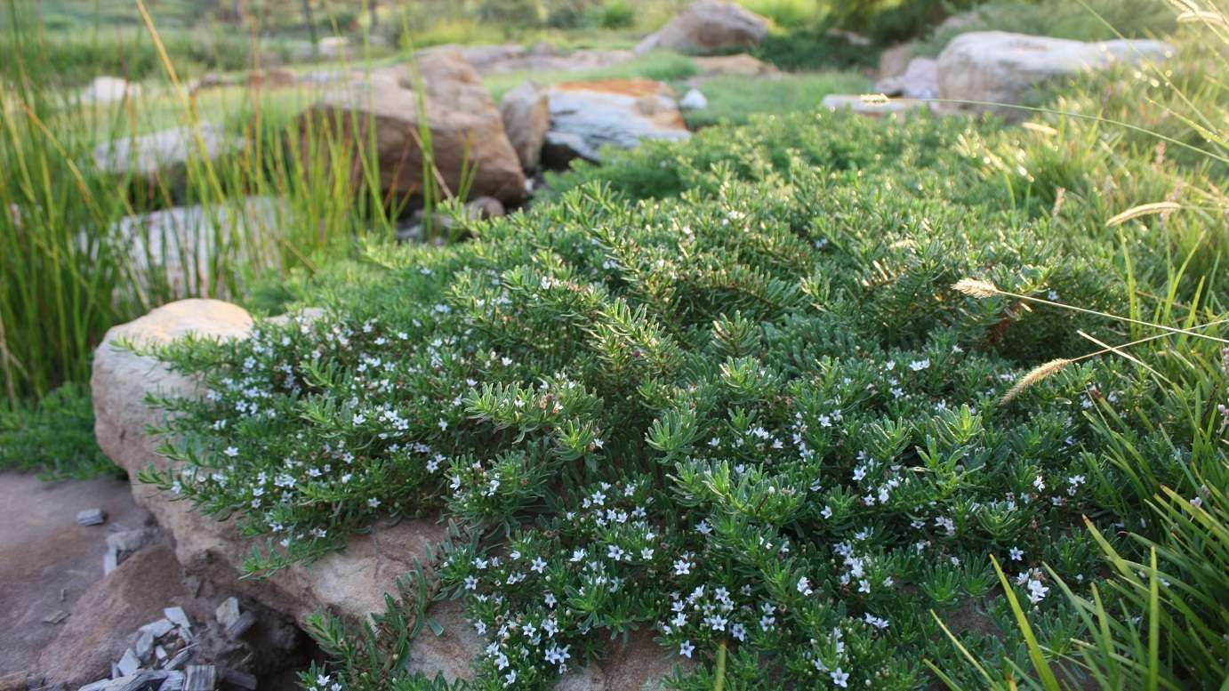Myoporum Parvofolium