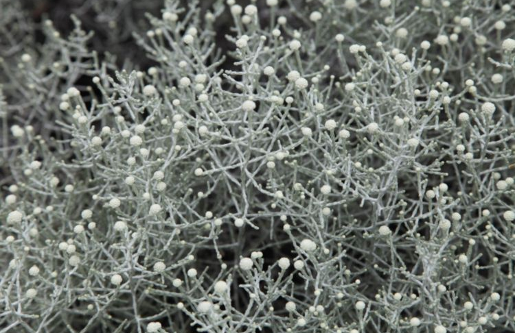Leucophyta Brownii